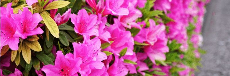 おゆき（はさみ） banner