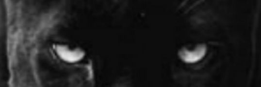 michelle cski's banner