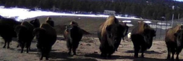 BUGGY447 Profile Banner