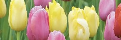 らっきーパンチ banner