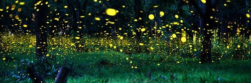 Luluteatre's profile banner image