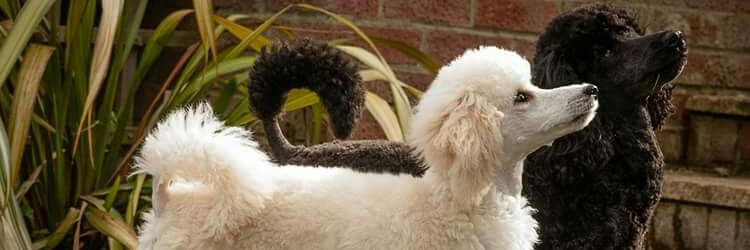 pippapoodle's profile banner image