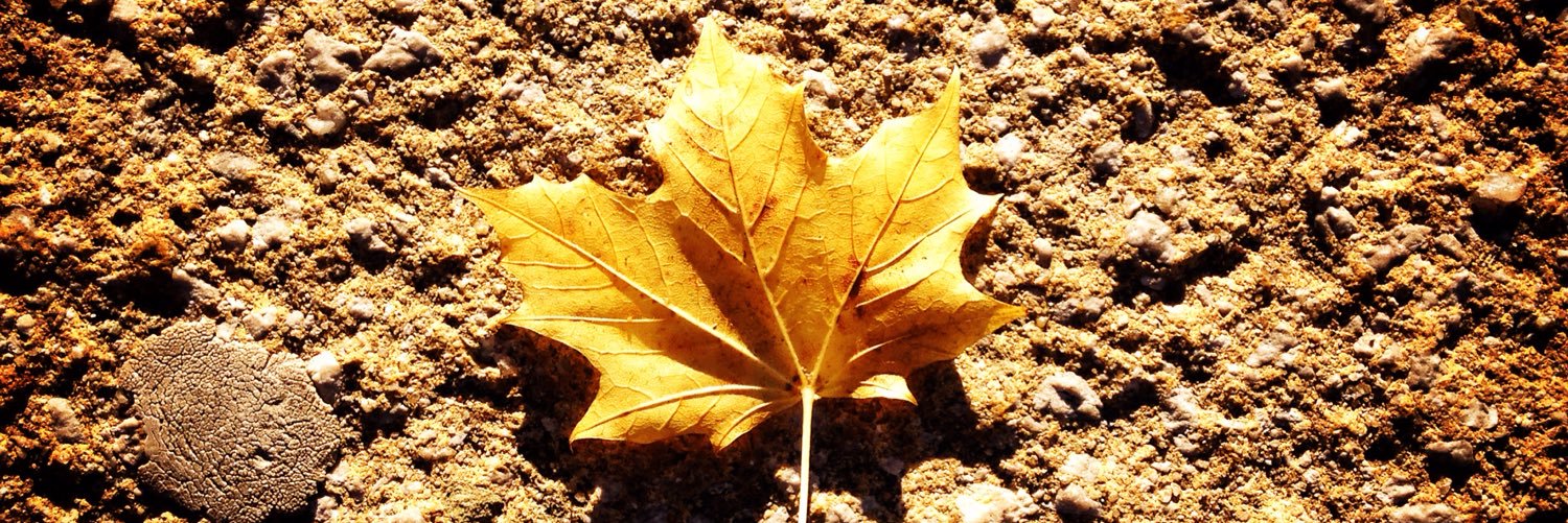 klt_tiu's profile banner image