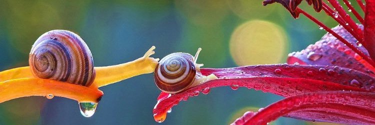 Gemma Lavelle banner