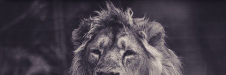 leeonardens's profile banner image