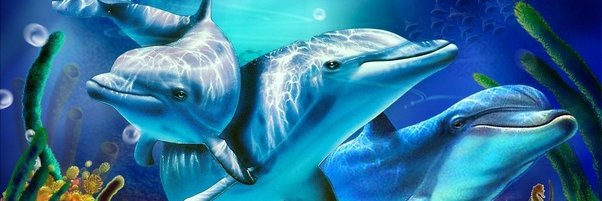 crypto__dolphin's profile banner image