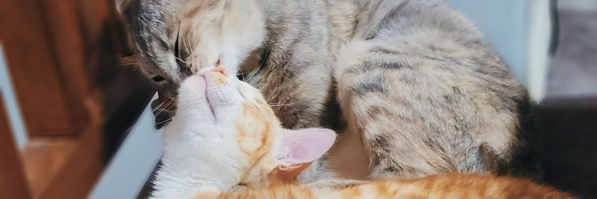 FlorrOkey's profile banner image