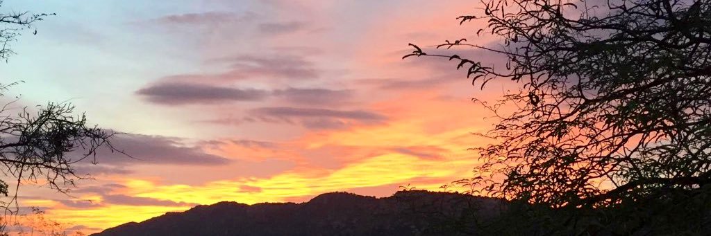 Teresa Puchades banner