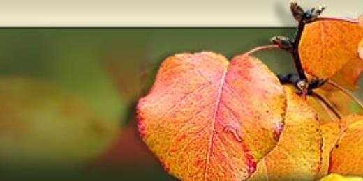 ALZwell's profile banner image