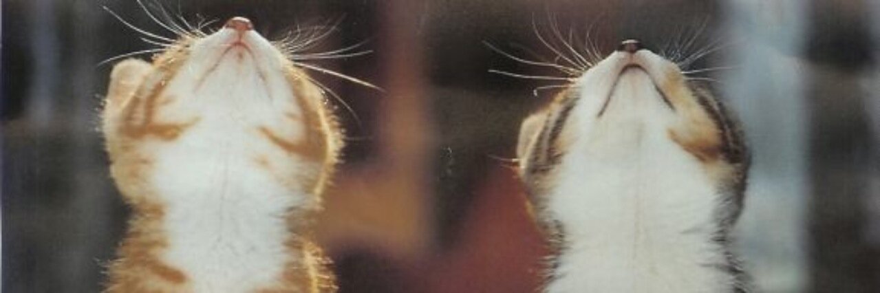 meryl1991's profile banner image