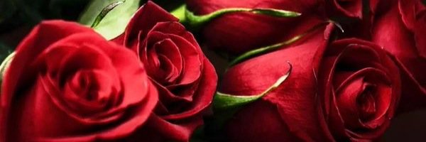 PTeslimm's profile banner image