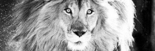 A_PolaniaR's profile banner image