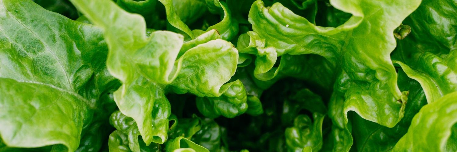 Oriol Costa Lechuga banner