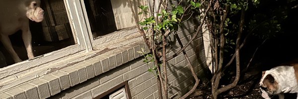 BullyBear3 Profile Banner
