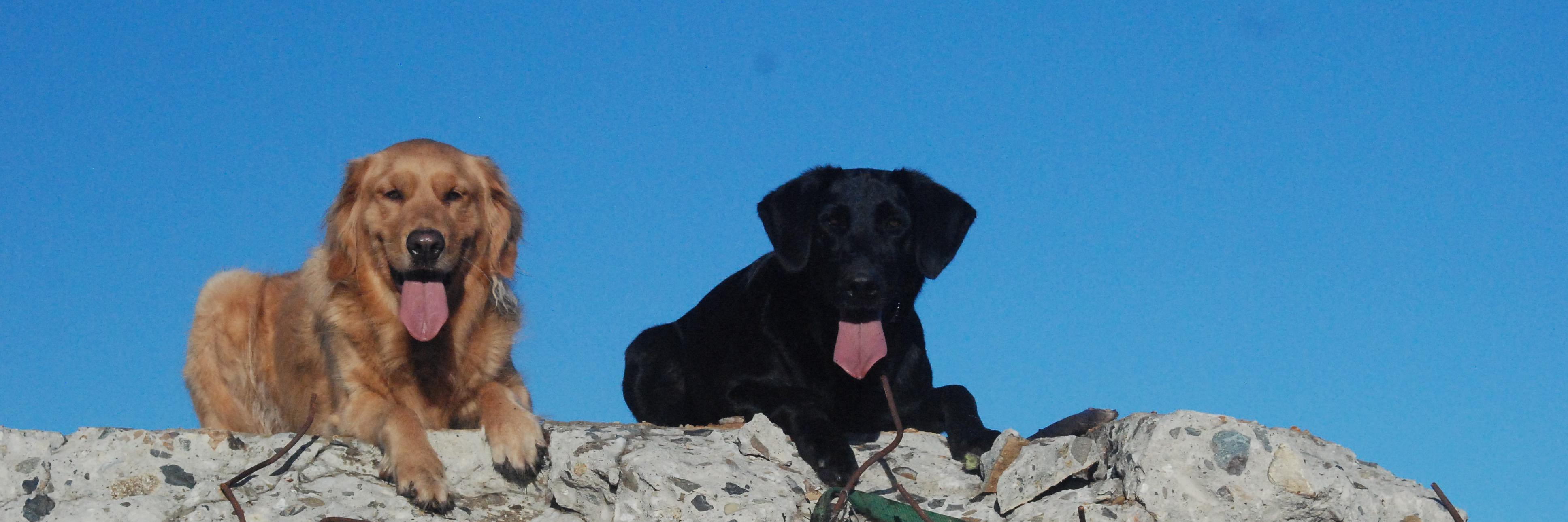 Disastercanine's profile banner image