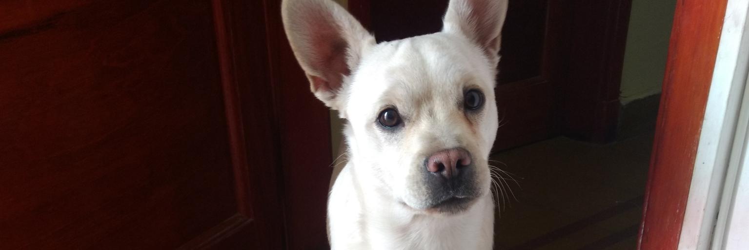MagaBosio's profile banner image