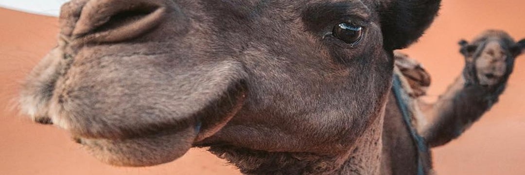 dandamedo's profile banner image