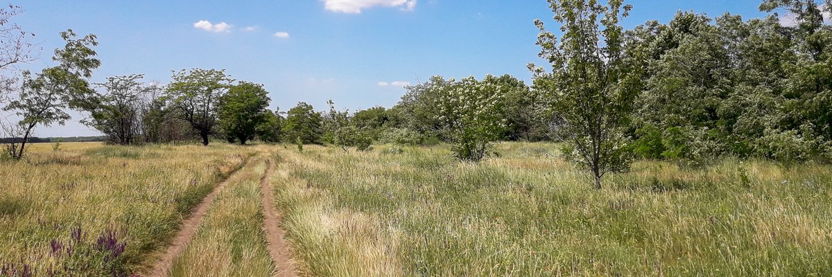 SonyaSlavskaja's profile banner image