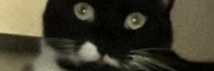 Zanzonio's profile banner image