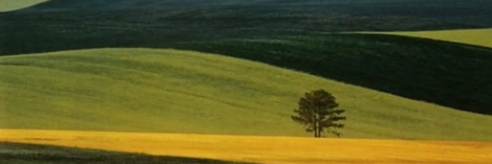 tanarello's profile banner image