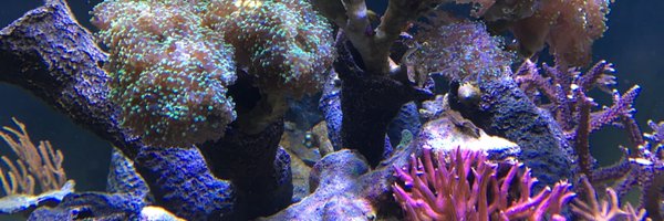 reefhack Profile Banner