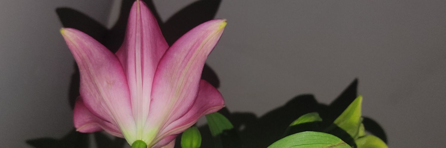occechicuei's profile banner image