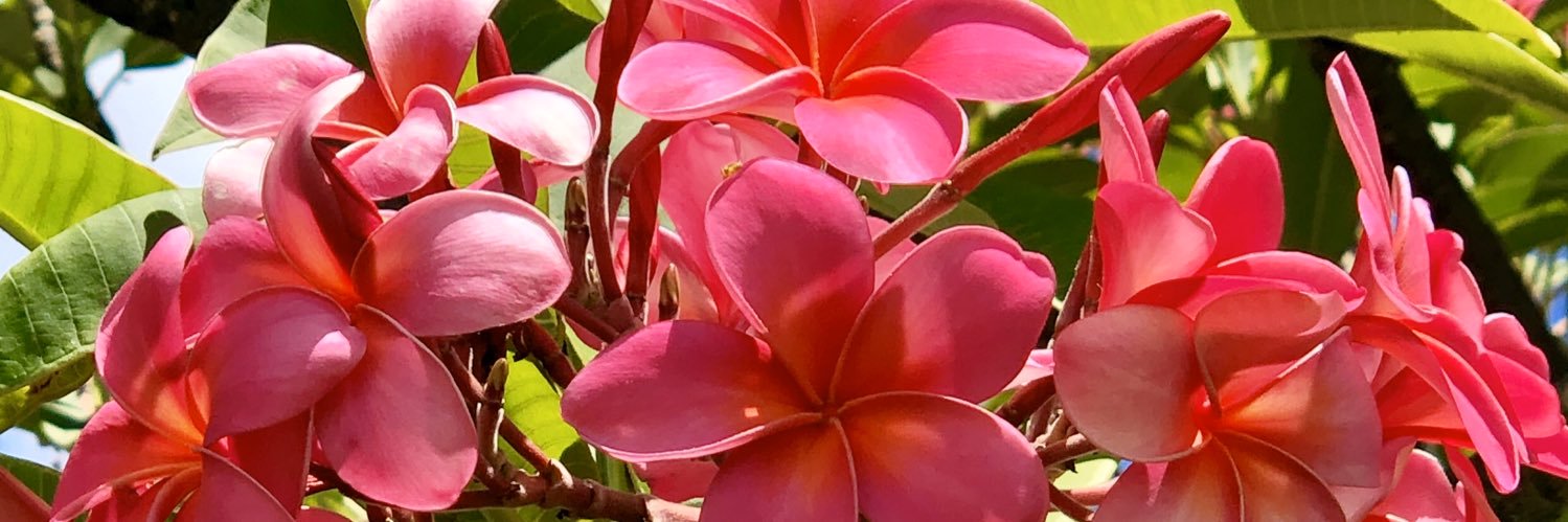mariarusso911's profile banner image
