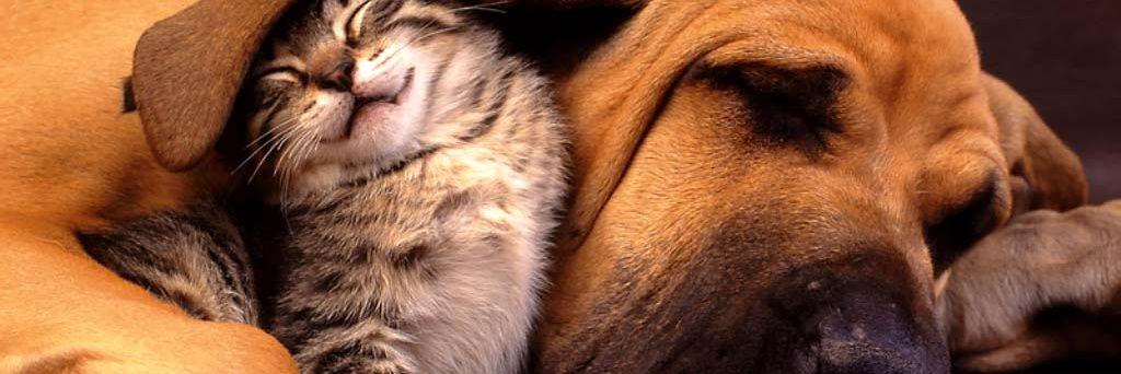 Protectora de animales SVPAP's banner