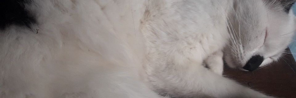 juugrisa's profile banner image