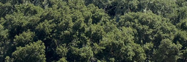 sshiro Profile Banner