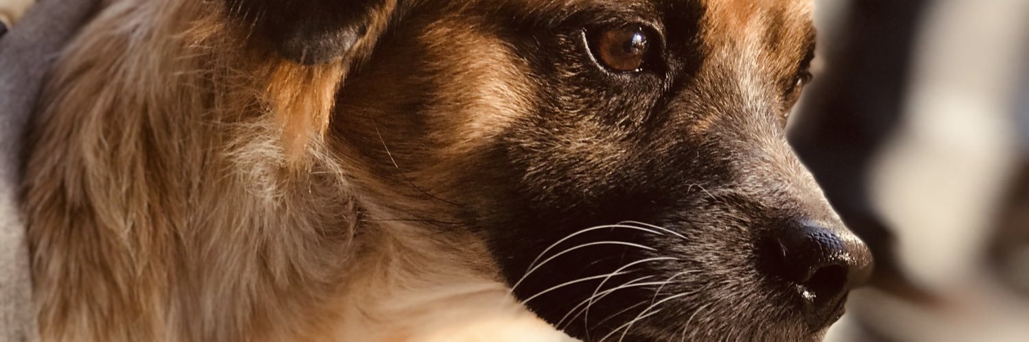 Militrombetti's profile banner image