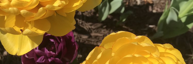 laurelmichaela's profile banner image