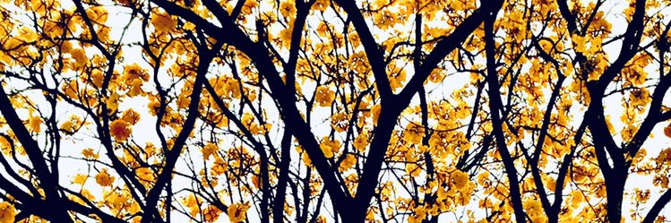 OlgaBarrientosP's profile banner image
