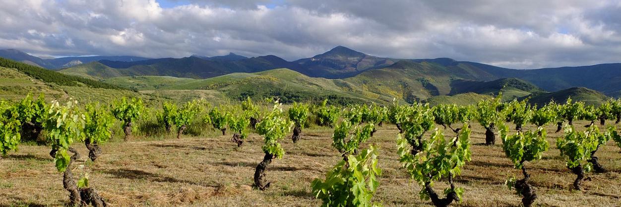 Viñas del Bierzo banner