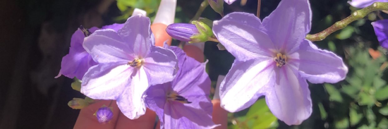 santanderjasmin's profile banner image