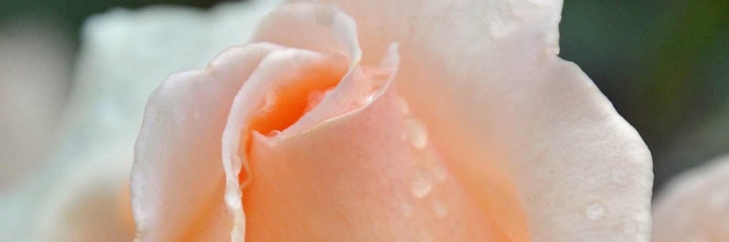 TayMilan_'s profile banner image