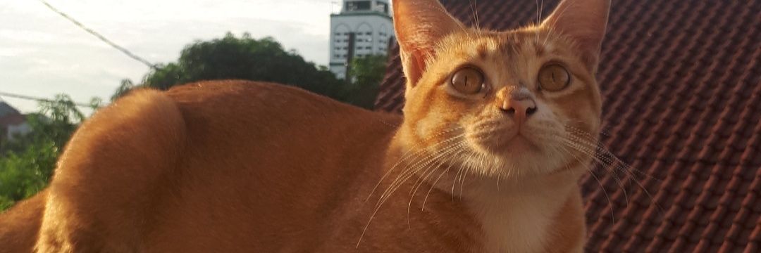 harislingga's profile banner image