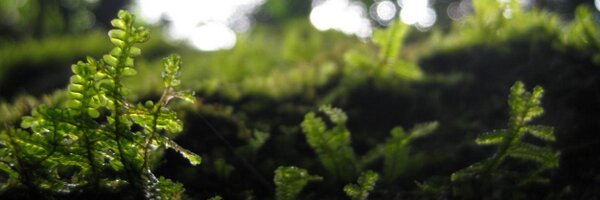 philipwallis Profile Banner