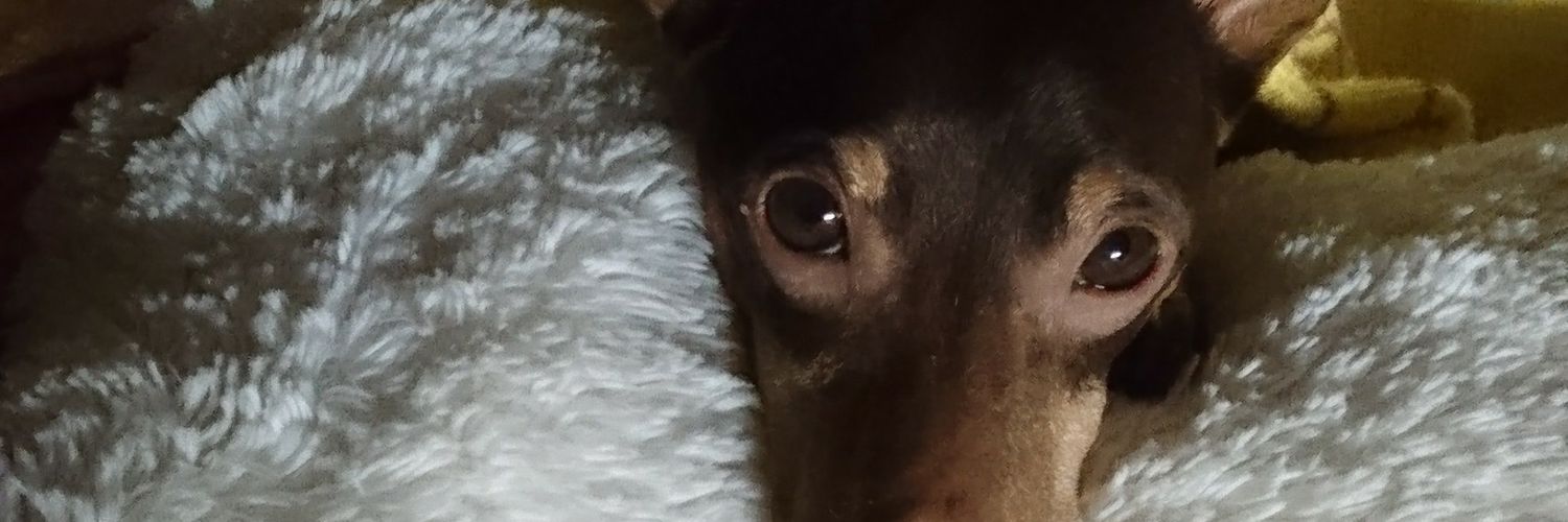 _nekonya_'s profile banner image
