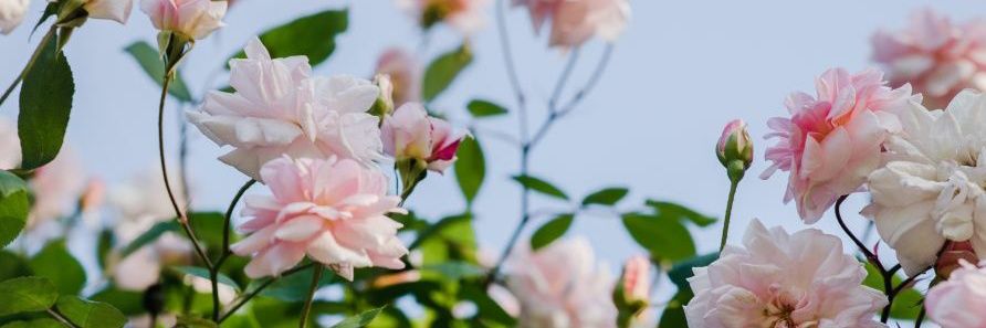 ModernMamasMess's profile banner image