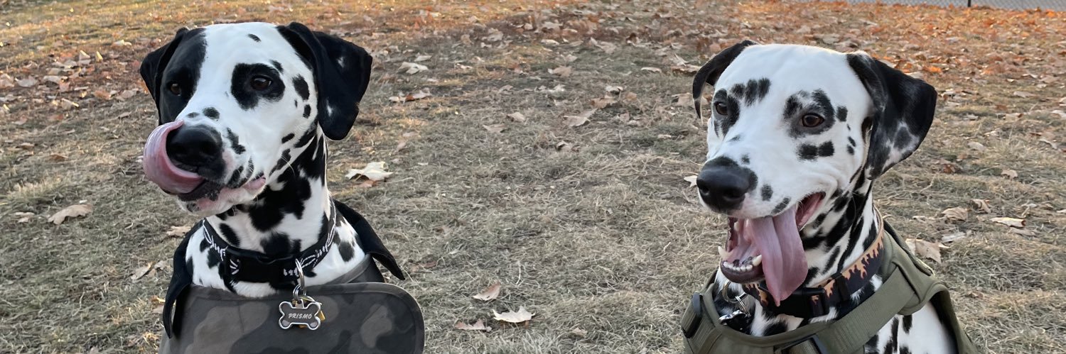 dtingo's profile banner image