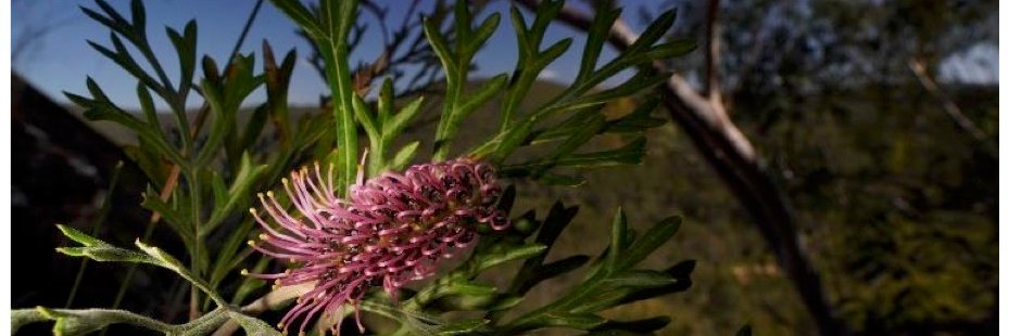 💧 ClarenceEnviroCentre banner