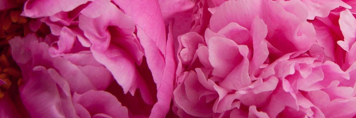 Rp2D2's profile banner image