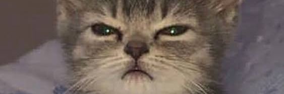 Depresso Al La Cat banner