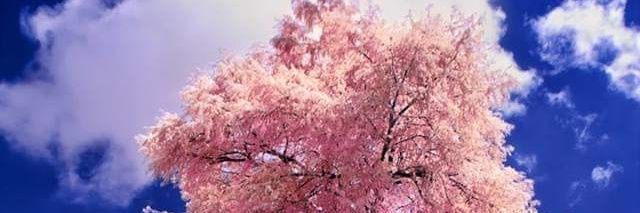 concepcion_cc's profile banner image