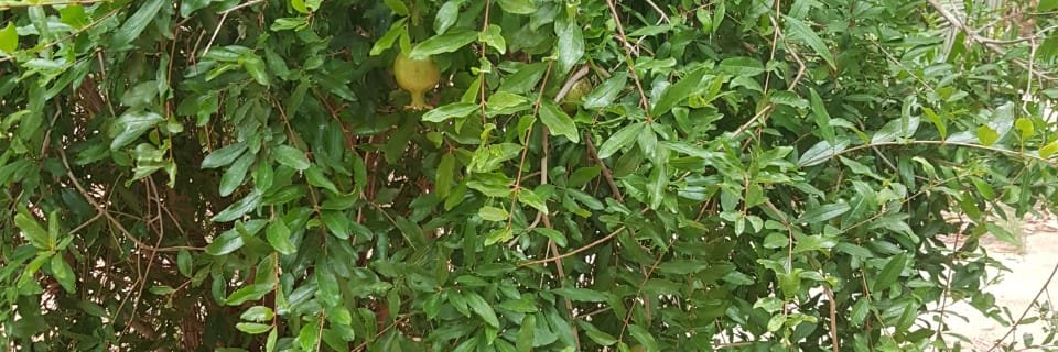 alsaifit's profile banner image