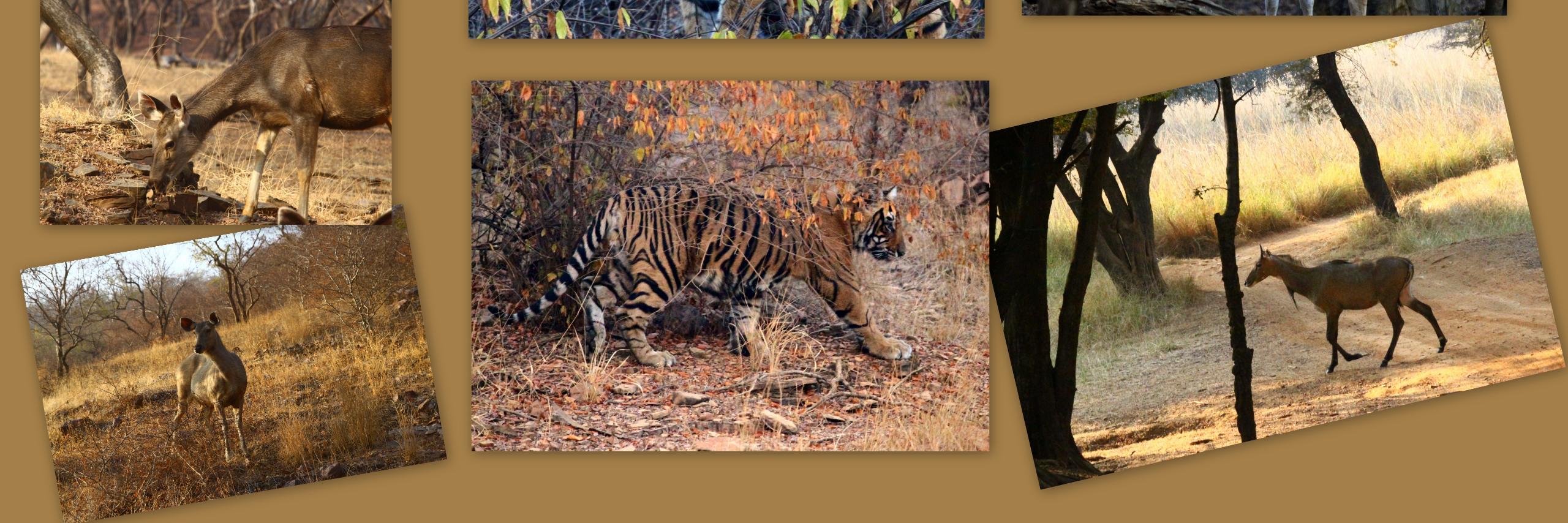 dchakrabortyy's profile banner image