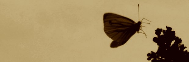 gsdegroot's profile banner image