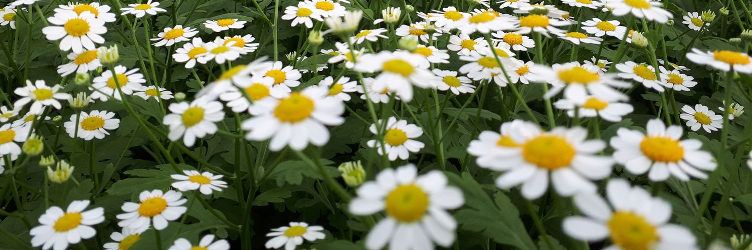 Kees van Egmond 🌼 banner