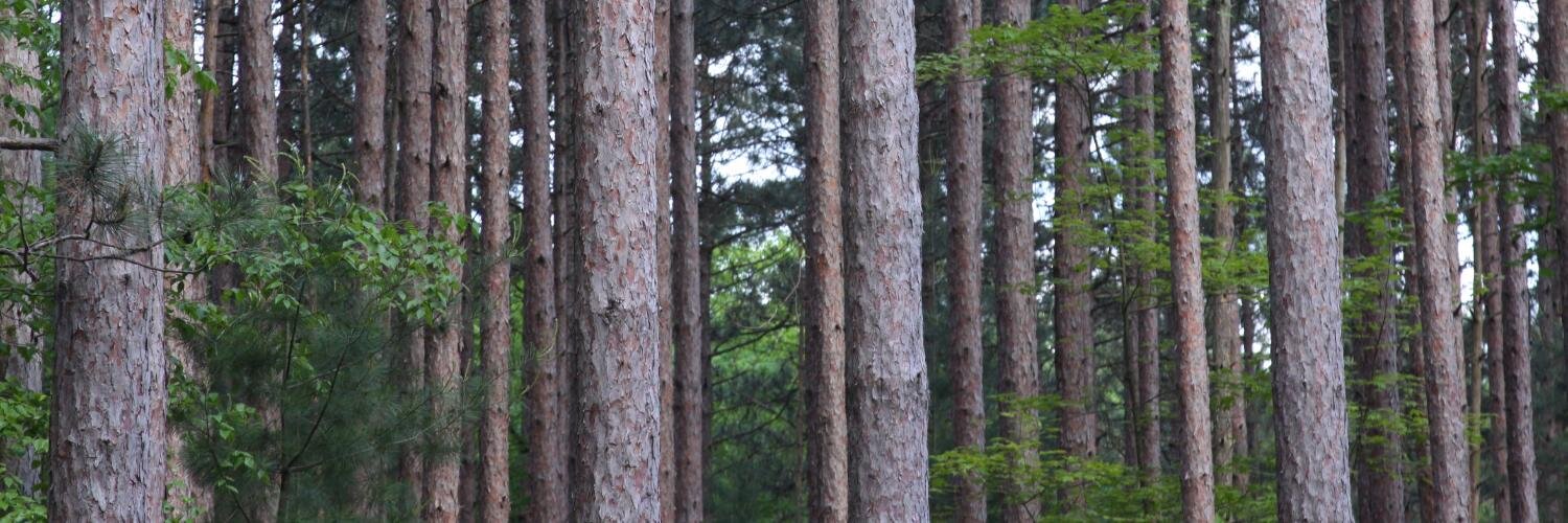 ForageWorkshop's profile banner image